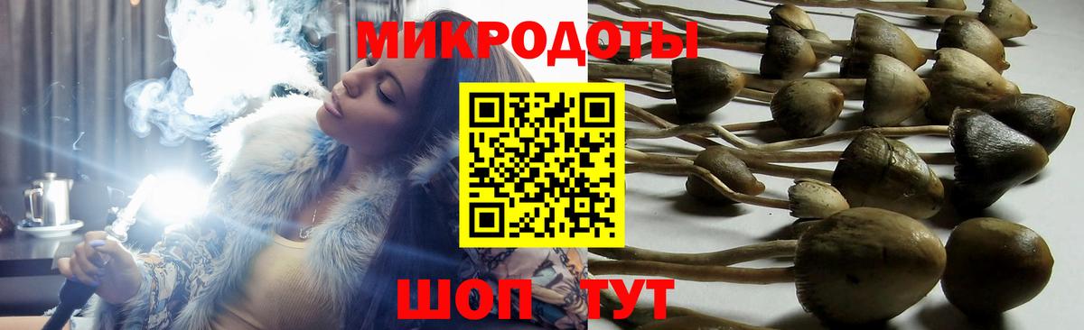 Тосно  Галлюциногенные грибы Psilocybine cubensis  Вход с VPN 